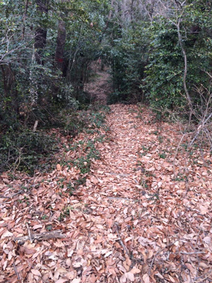 ウルトラプロジェクト