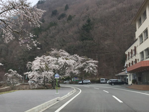 チャレンジ富士五湖